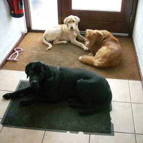 Diesel, Jazz en ex-opvanghondje Katie. Katie is geadopteerd door…