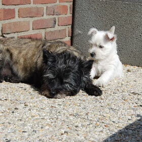 Schattig toch om te zien.