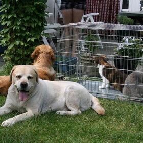 Noa op visite bij het bazinnetje's vriendin en dieren