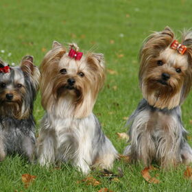 My Precious Claire, Dottie en Lady Quinta tijdens een fotoshoot…