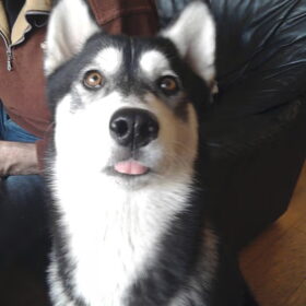Hondenfoto van Orchidee&Huskpower; Misty&Fakie <3