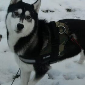 Hondenfoto van Orchidee&Huskpower; Misty&Fakie <3