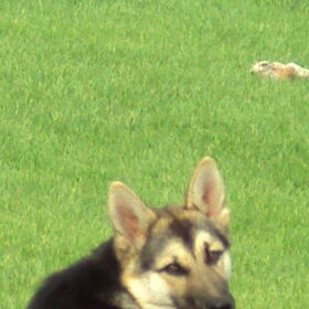 lief koppie
