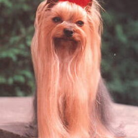 Chica Pequena van der Zuider Stee