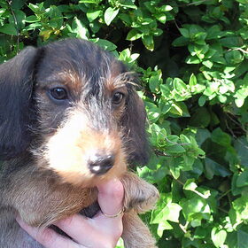 Kleine Jaimy
