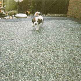 Max als Puppie 8 weekjes jong.