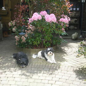 Hondenfoto van Patricia & Rocky & Mandy & Moby