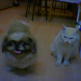 leng moei (hond) en Ryu (kat)