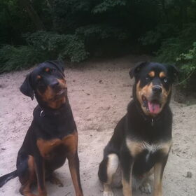 Bink (L) en Boris (R), my boys, inmiddels een echte familie.