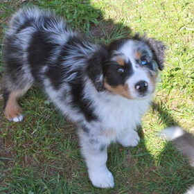 dit is mijn Diego, een aussie , en ik ben nu al helemaal…
