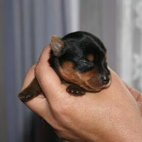 Als wij nog jong zijn zien wij er zo uit.( yorkshire terrier)