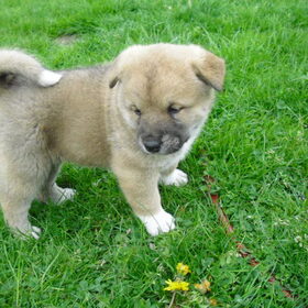 5 weekjes oud!