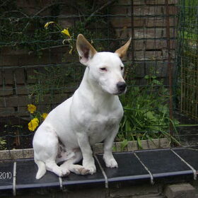 Ik hou hier de wacht! Coca (hond van mijn moeder)