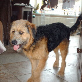 Hondenfoto van liesbeth,Turbo,Luna, Levi en Faith