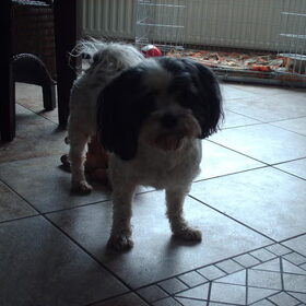 Hondenfoto van liesbeth,Turbo,Luna, Levi en Faith