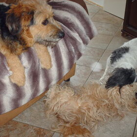 Hondenfoto van liesbeth,Turbo,Luna, Levi en Faith