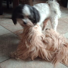 Hondenfoto van liesbeth,Turbo,Luna, Levi en Faith