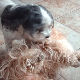 Hondenfoto van liesbeth,Turbo,Luna, Levi en Faith
