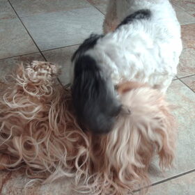 Hondenfoto van liesbeth,Turbo,Luna, Levi en Faith