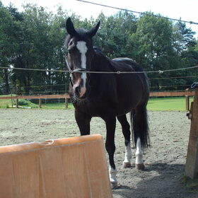 Hondenfoto van liesbeth,Turbo,Luna, Levi en Faith