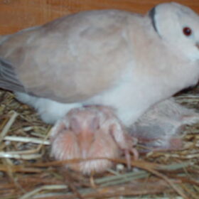 Hondenfoto van liesbeth,Turbo,Luna, Levi en Faith