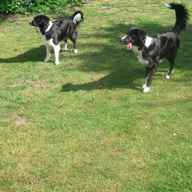 Baylee & Faya samen aan het spelen in de tuin