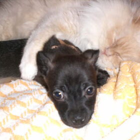 Hondenfoto van Yuki & Shadow