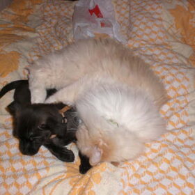 Hondenfoto van Yuki & Shadow
