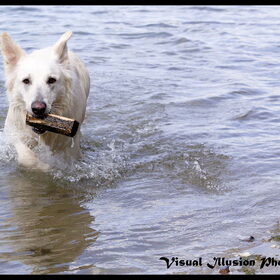 Hondenfoto van Hetty & Skipper