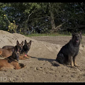 Hondenfoto van De Mecheltjes clan