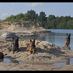 Hondenfoto van De Mecheltjes clan