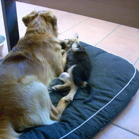 Jazz en Renee spelen lief samen
