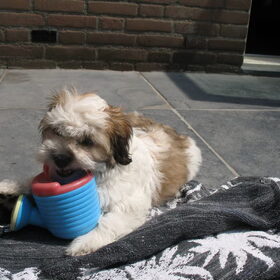 Roosje met 3 maanden