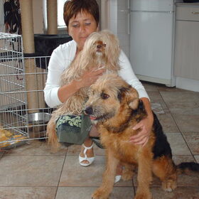 Hondenfoto van liesbeth,Turbo,Luna, Levi en Faith