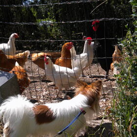 op de boerderij