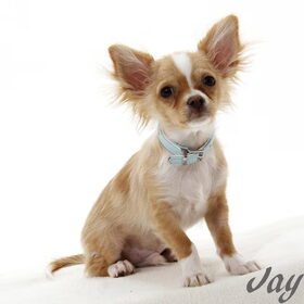 Onze lieve Jay bij een Fotoshoot in IJsselstein