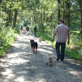 Hondenfoto van liesbeth,Turbo,Luna, Levi en Faith