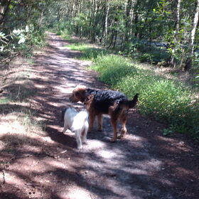 Hondenfoto van liesbeth,Turbo,Luna, Levi en Faith