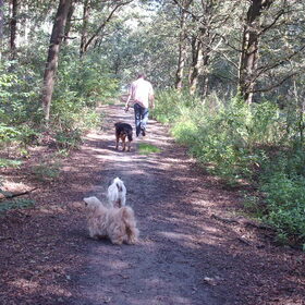 Hondenfoto van liesbeth,Turbo,Luna, Levi en Faith