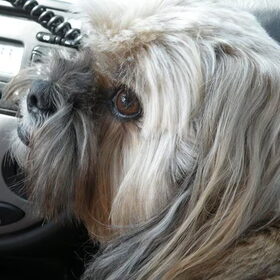 Do in de auto