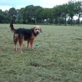 Hondenfoto van liesbeth,Turbo,Luna, Levi en Faith