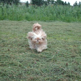 Hondenfoto van liesbeth,Turbo,Luna, Levi en Faith