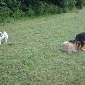 Hondenfoto van liesbeth,Turbo,Luna, Levi en Faith