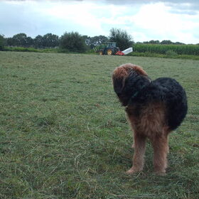 Hondenfoto van liesbeth,Turbo,Luna, Levi en Faith