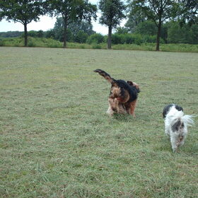 Hondenfoto van liesbeth,Turbo,Luna, Levi en Faith