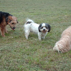 Hondenfoto van liesbeth,Turbo,Luna, Levi en Faith
