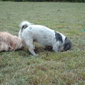 Hondenfoto van liesbeth,Turbo,Luna, Levi en Faith