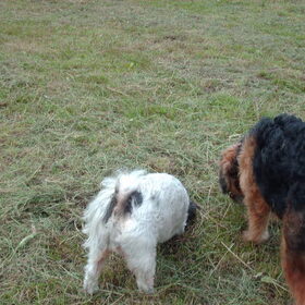 Hondenfoto van liesbeth,Turbo,Luna, Levi en Faith