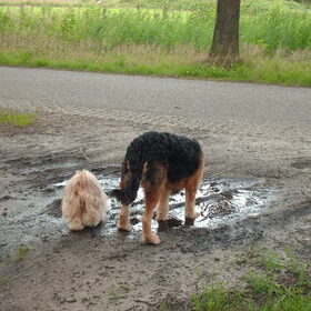 Hondenfoto van liesbeth,Turbo,Luna, Levi en Faith