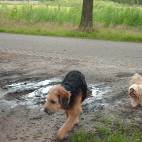 Hondenfoto van liesbeth,Turbo,Luna, Levi en Faith